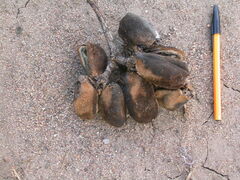 Sterculia appendiculata