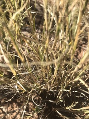 Scleropogon brevifolius