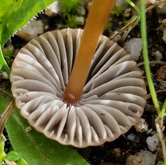 Mycena olivaceomarginata