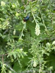Chrysomya megacephala
