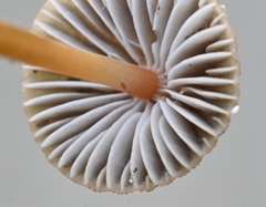 Mycena olivaceomarginata