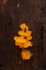 Dacrymyces chrysospermus