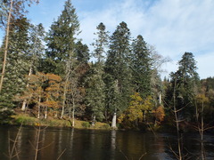 Pseudotsuga menziesii