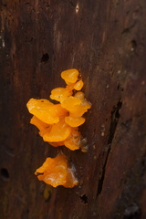 Dacrymyces chrysospermus
