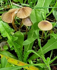 Mycena olivaceomarginata
