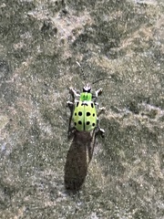 Diabrotica undecimpunctata