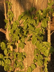 Euonymus fortunei