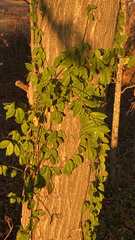 Euonymus fortunei