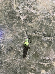 Diabrotica undecimpunctata