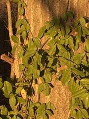Euonymus fortunei