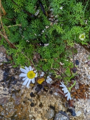 Tripleurospermum maritimum