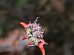 Gasteracantha versicolor