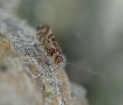 Graphopsocus