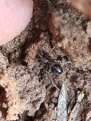 Corinnidae