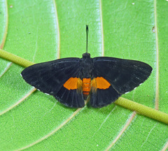 Pirascca tyriotes