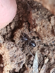 Corinnidae