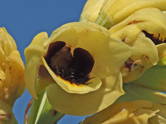 Eulophia welwitschii