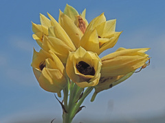 Eulophia welwitschii