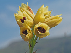 Eulophia welwitschii