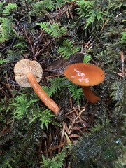 Lactarius luculentus