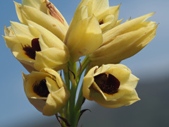 Eulophia welwitschii