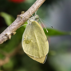 Pieris brassicae