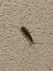 Ctenolepisma longicaudatum