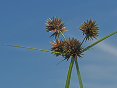 Cyperus congestus