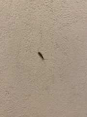 Ctenolepisma longicaudatum
