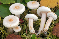 Lactarius scoticus
