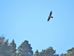 Gypaetus barbatus barbatus