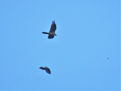 Gypaetus barbatus barbatus