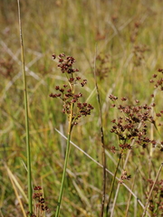 Juncus acutiflorus