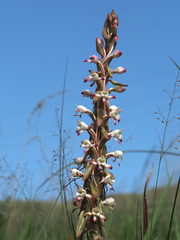 Satyrium longicauda