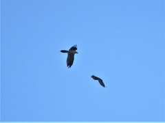 Gypaetus barbatus barbatus