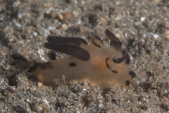 Thecacera