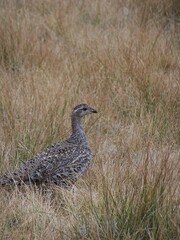 Centrocercus urophasianus