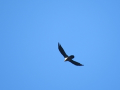 Gypaetus barbatus barbatus