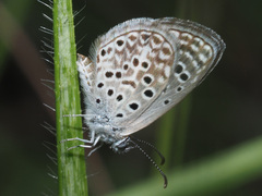 Actizera lucida