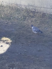 Columba leuconota