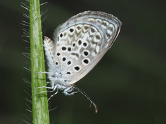 Actizera lucida