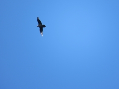 Gypaetus barbatus barbatus