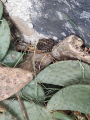 Crotalus ravus