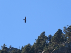 Gypaetus barbatus barbatus