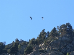 Gypaetus barbatus barbatus