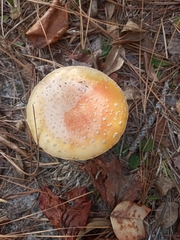 Amanita persicina