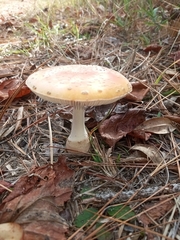 Amanita persicina