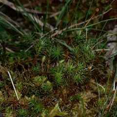 Polytrichum strictum