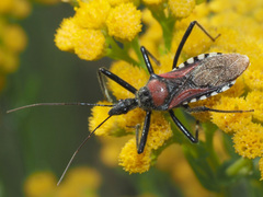 Rhynocoris