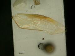 Idiocerus stigmaticalis